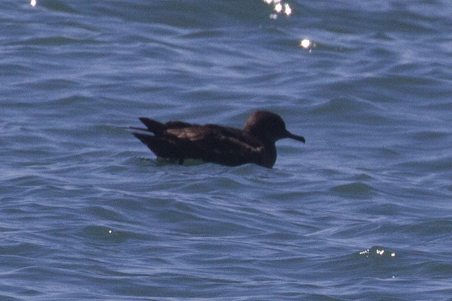 Sooty/Short-tailed Shearwater - ML619756764