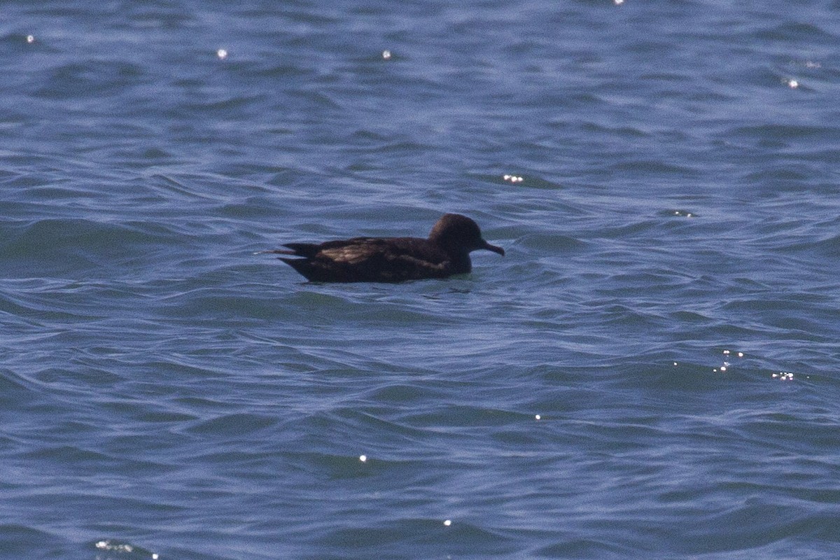 Sooty/Short-tailed Shearwater - ML619756765