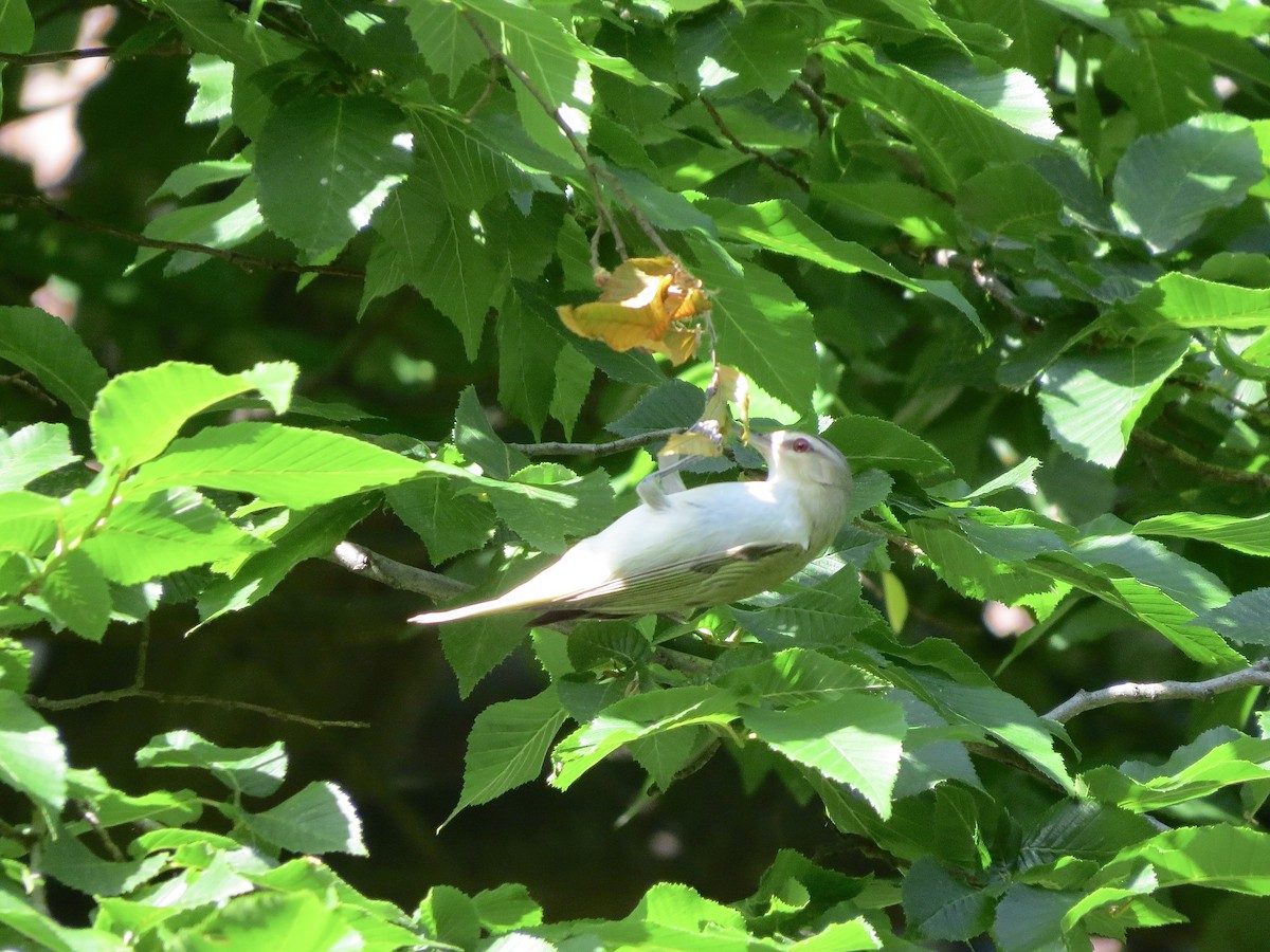 Red-eyed Vireo - Dawn Zappone