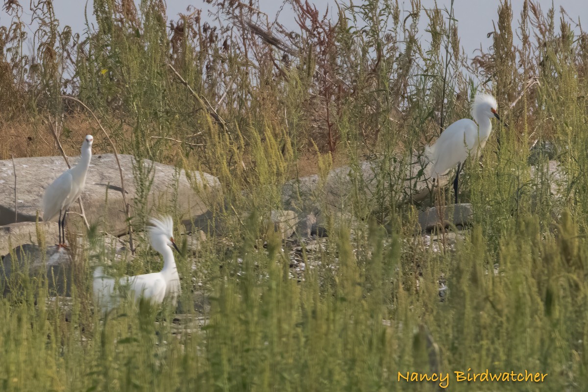 Snowy Egret - ML619756769