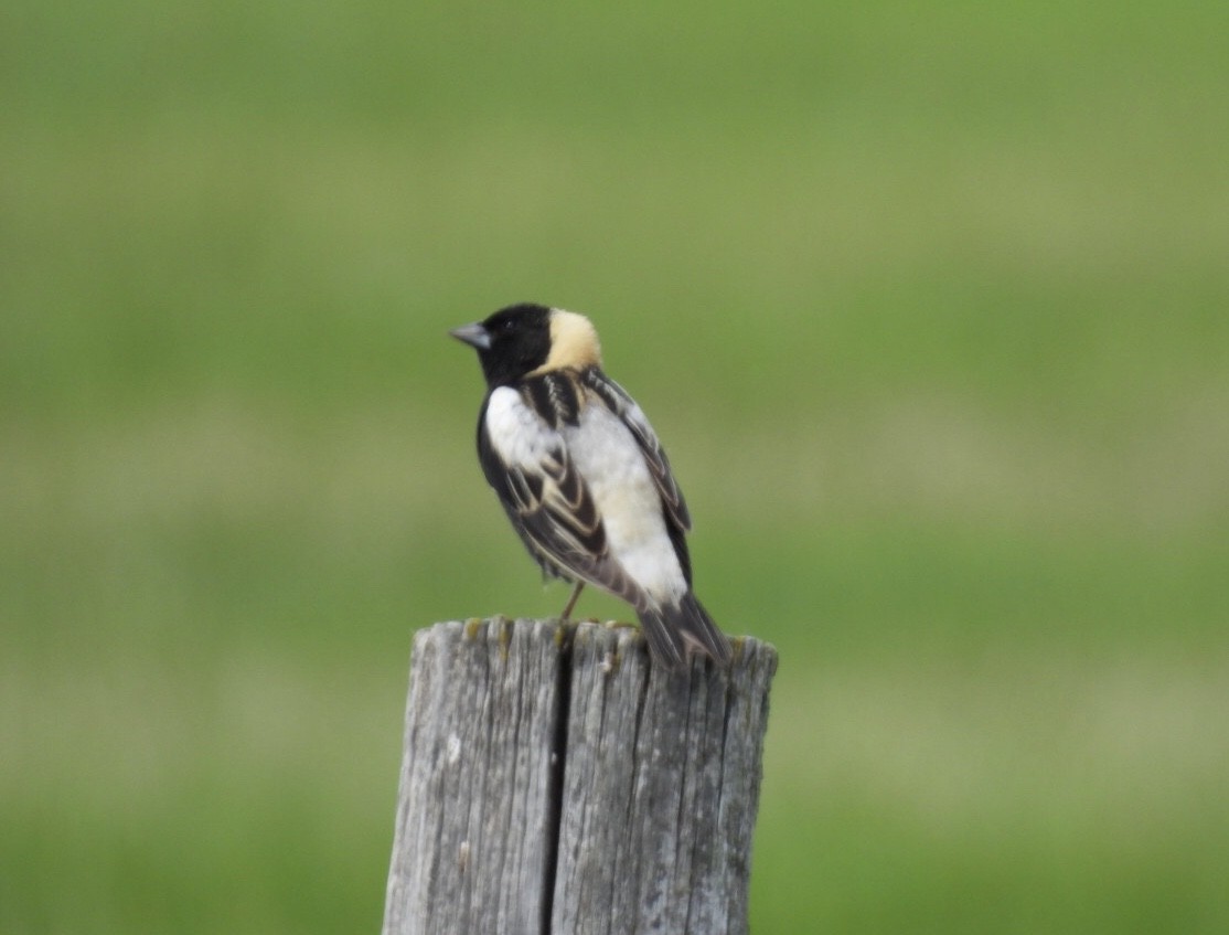 Bobolink - ML619756777