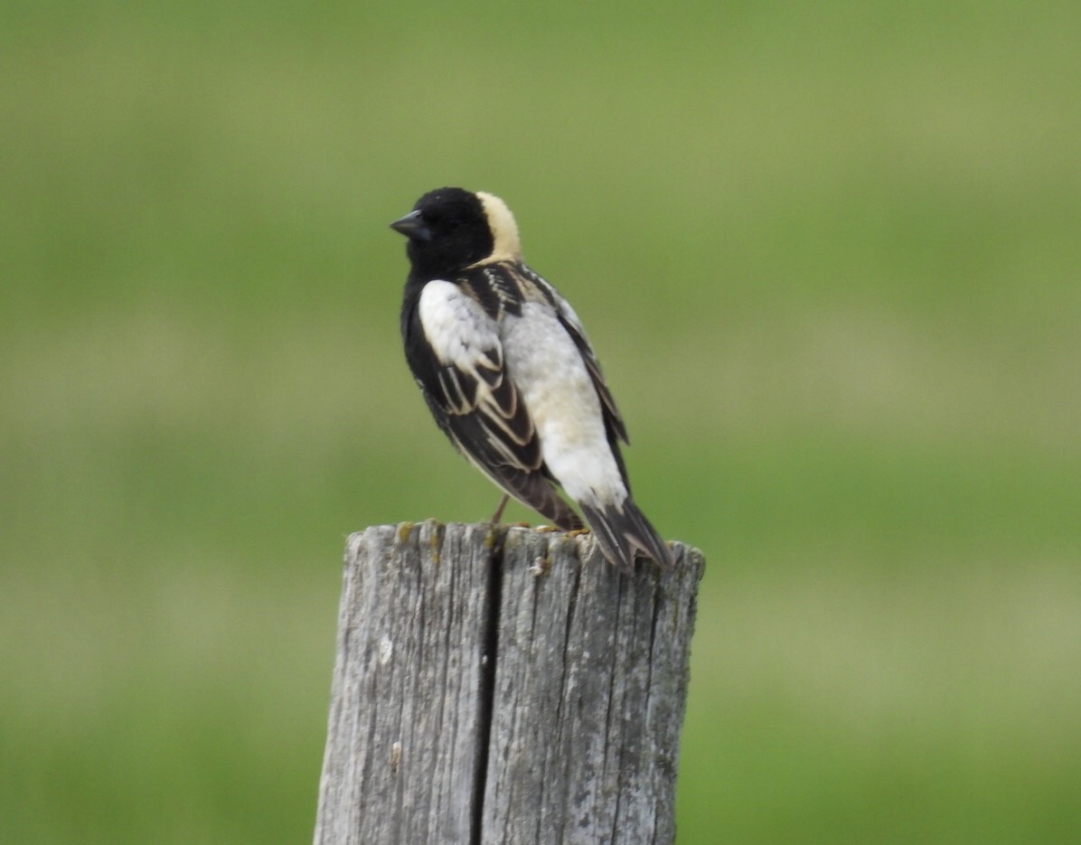 bobolink americký - ML619756778