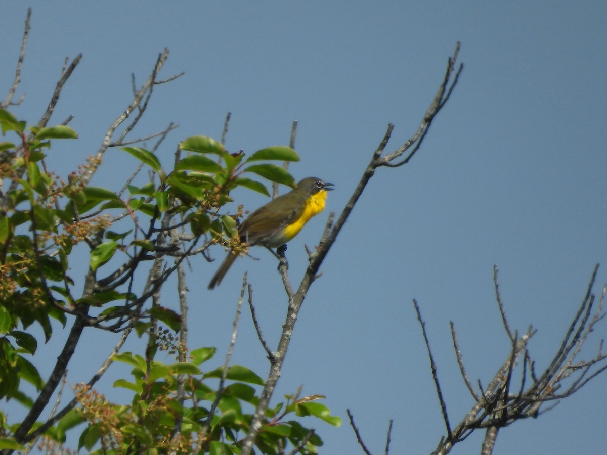Yellow-breasted Chat - ML619756780