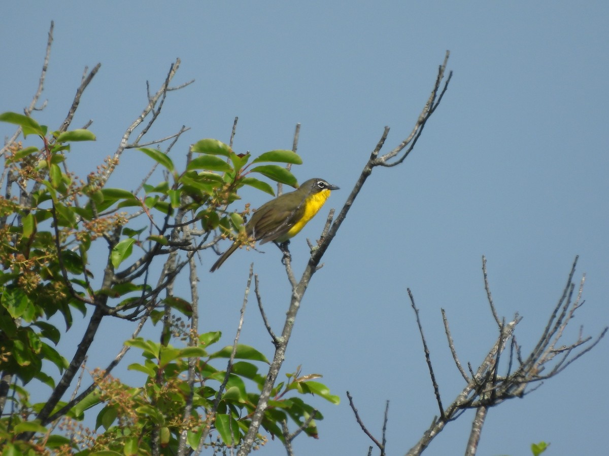 Yellow-breasted Chat - ML619756781