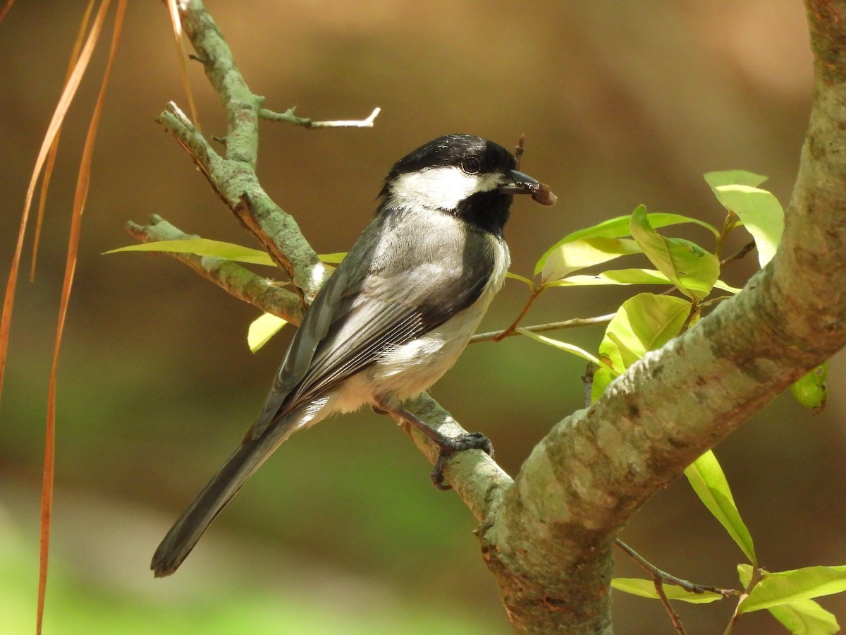 Carolina Chickadee - ML619756790