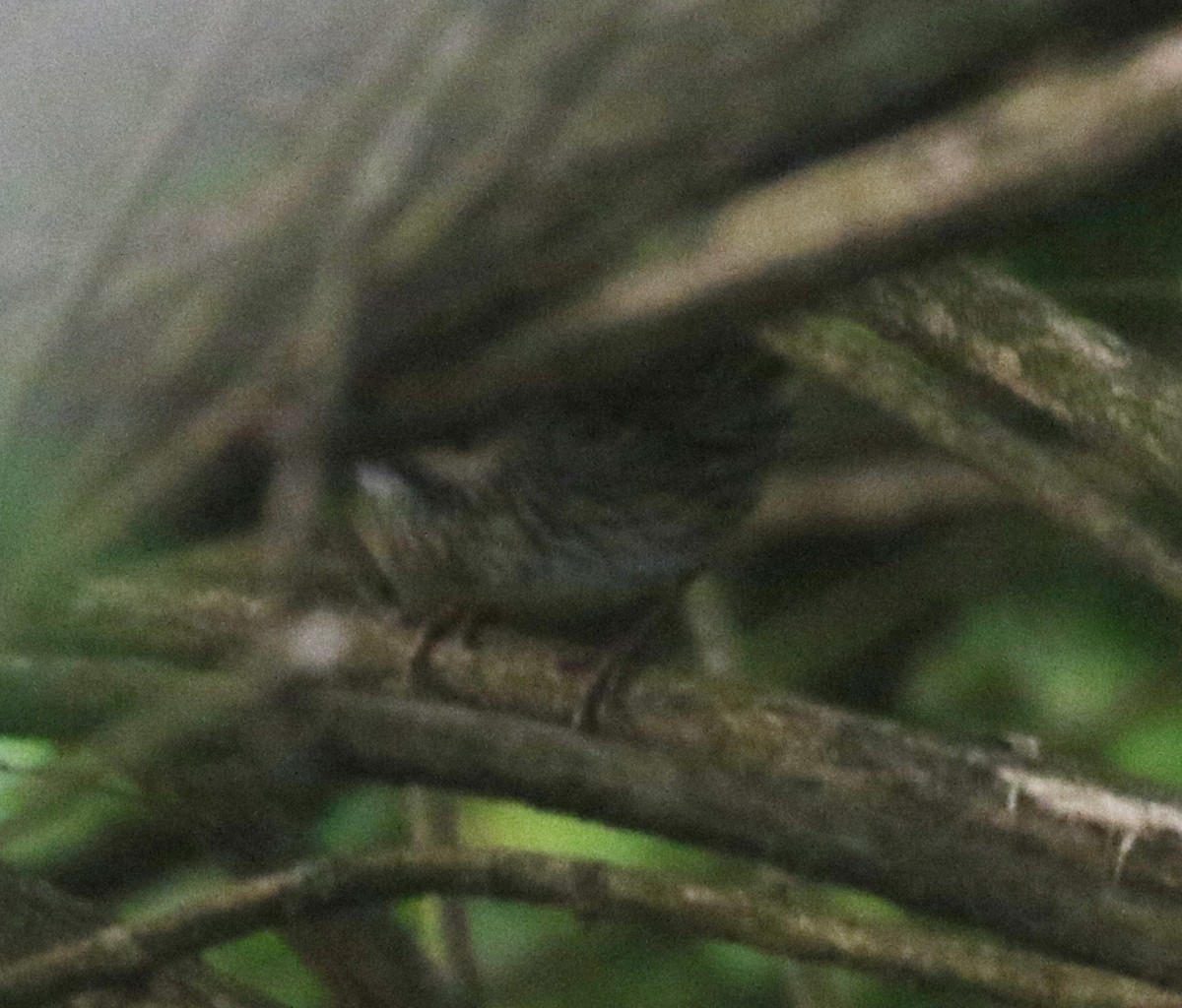 Lincoln's Sparrow - ML619756794