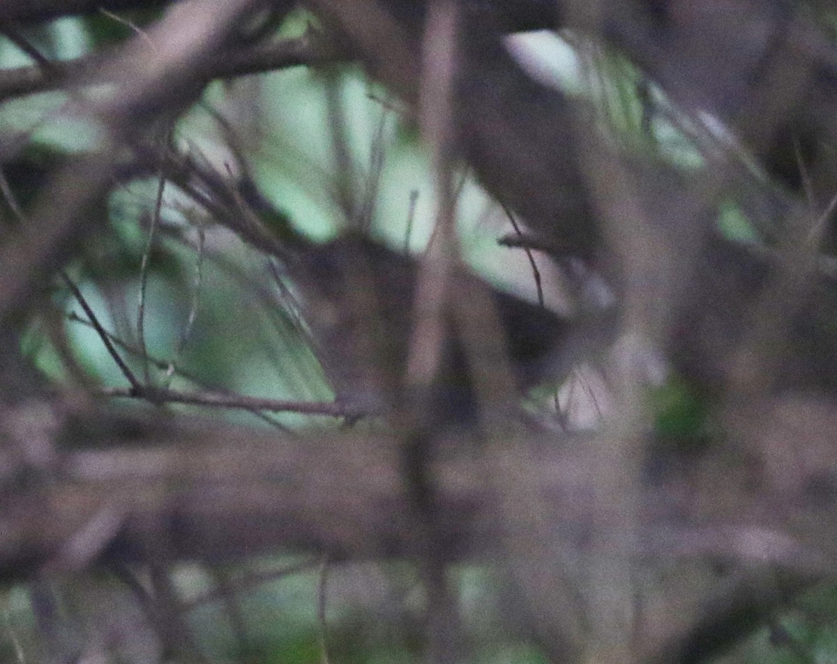 Lincoln's Sparrow - ML619756795