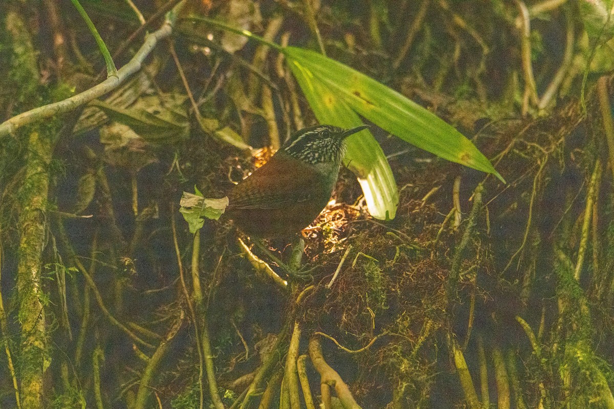 Gray-breasted Wood-Wren - ML619756800