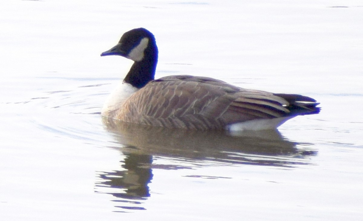 Cackling Goose - ML619756817