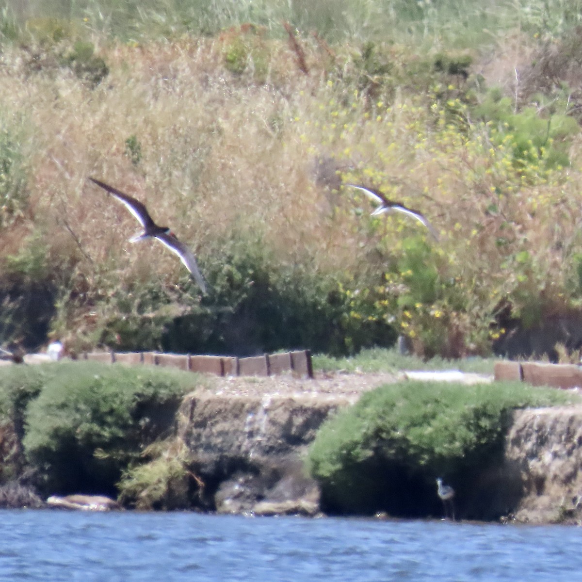 Black Skimmer - ML619756819