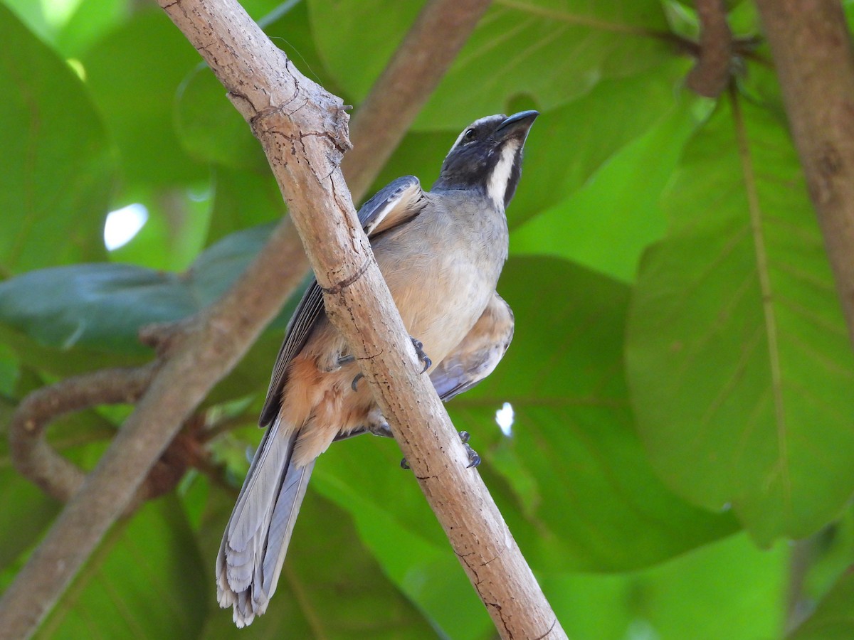 Cinnamon-bellied Saltator - ML619756834