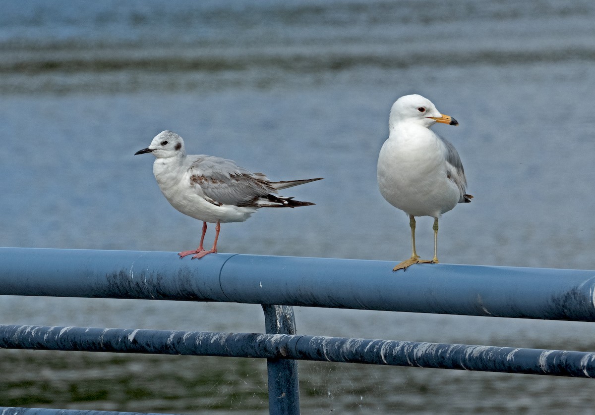 Bonaparte's Gull - ML619756855