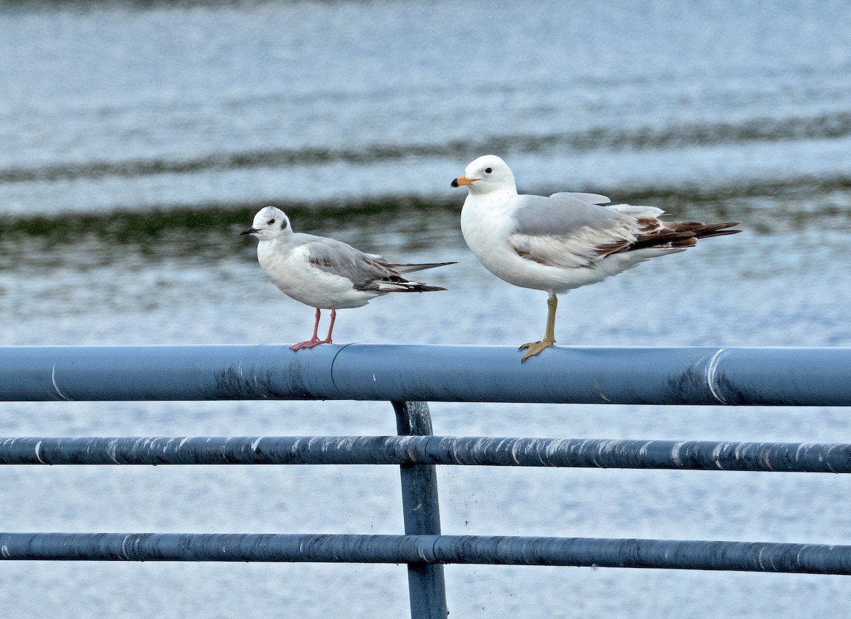 Ring-billed Gull - ML619756862