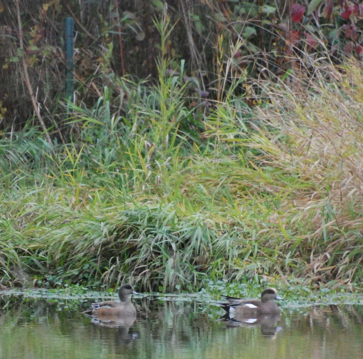 American Wigeon - ML619756886