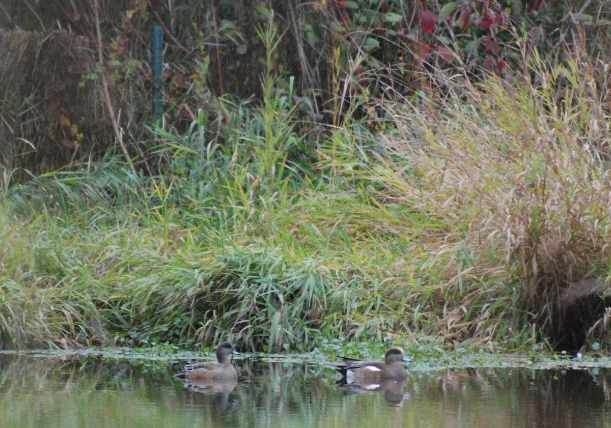 American Wigeon - ML619756887