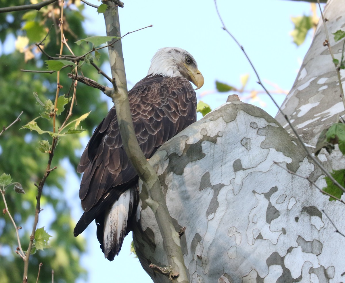 Bald Eagle - ML619756896