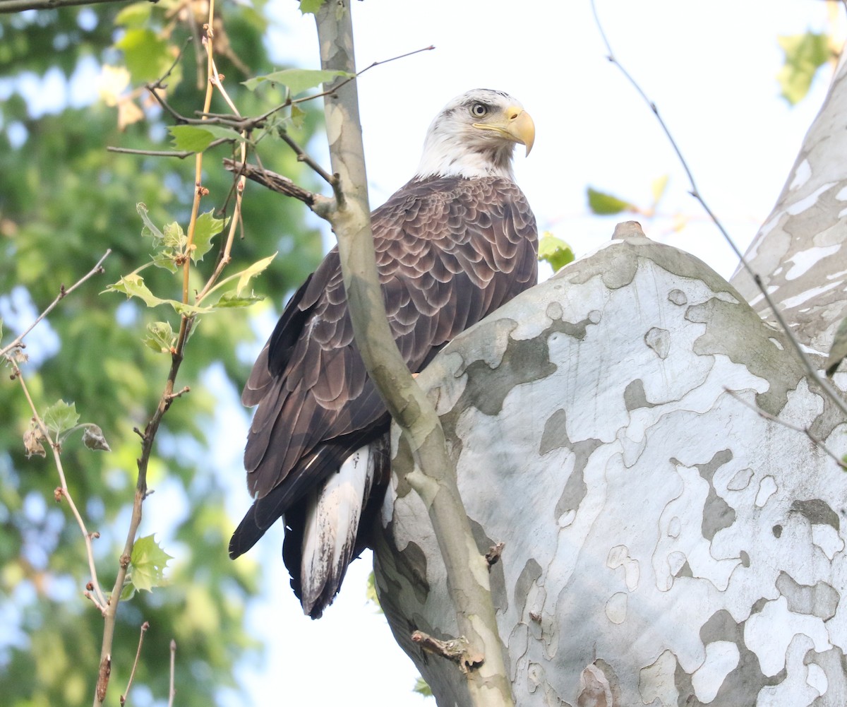 Weißkopf-Seeadler - ML619756897