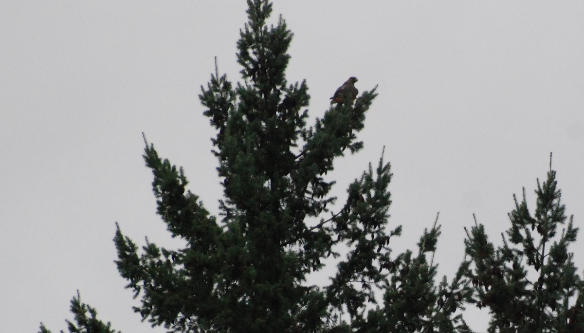 Red-tailed Hawk - ML619756908