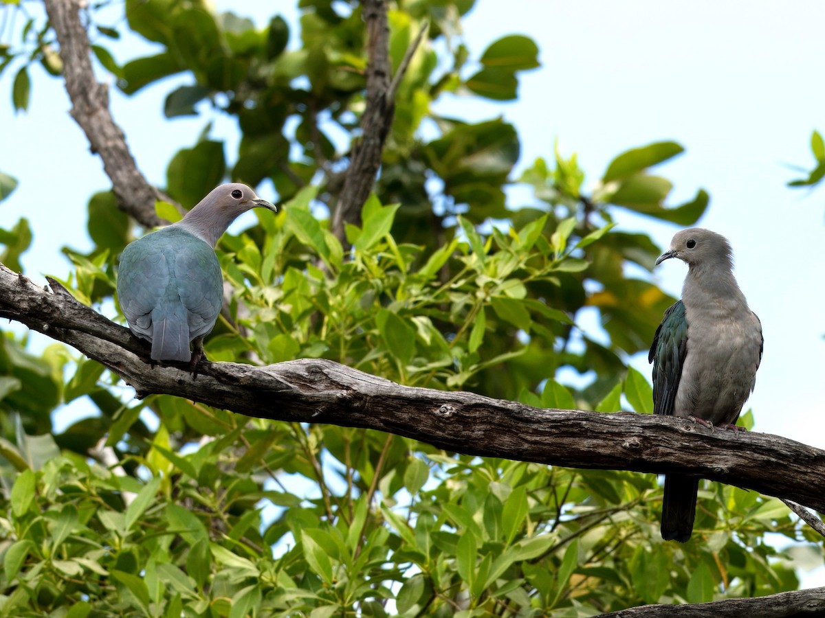 Green Imperial-Pigeon - ML619756931