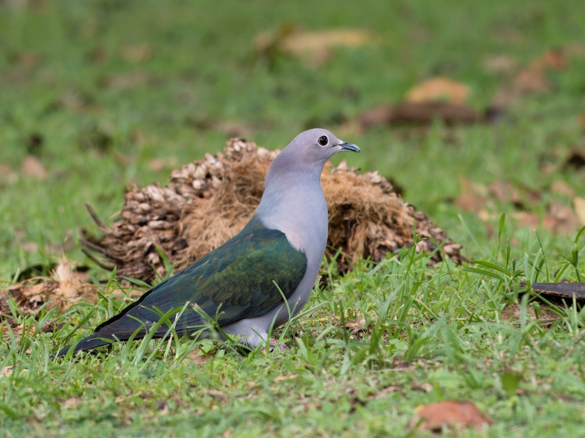 Green Imperial-Pigeon - ML619756932