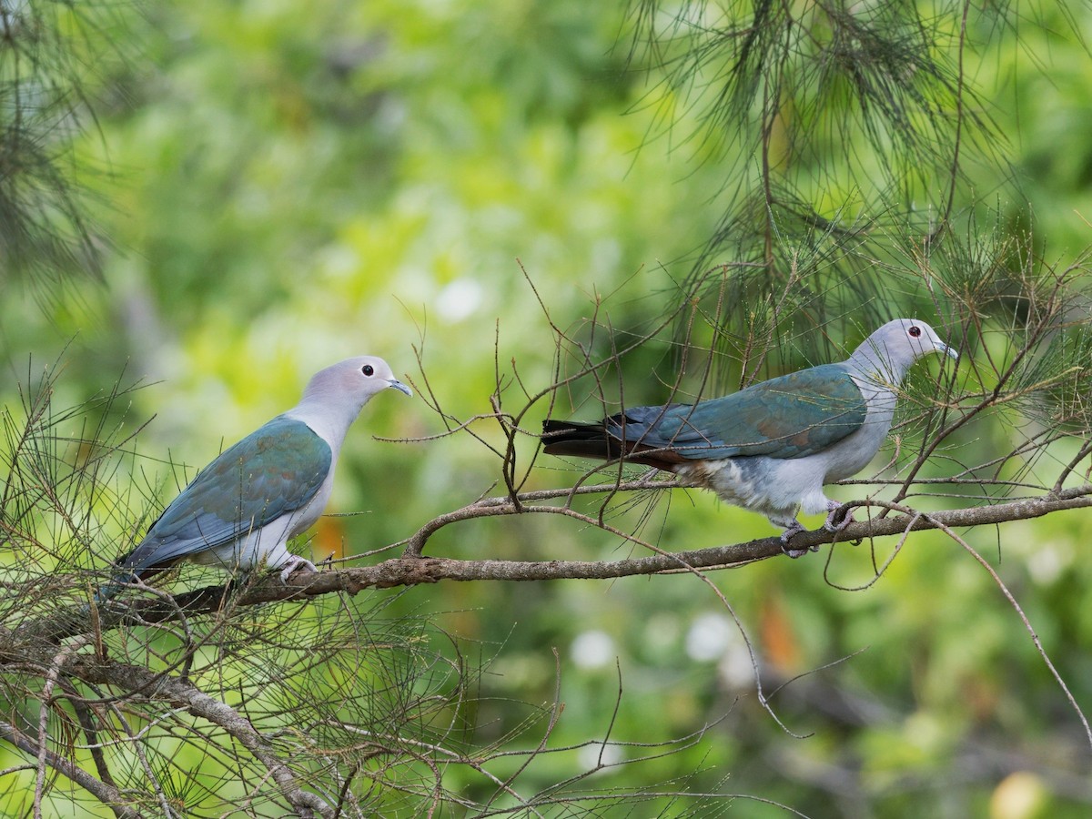 Green Imperial-Pigeon - ML619756937