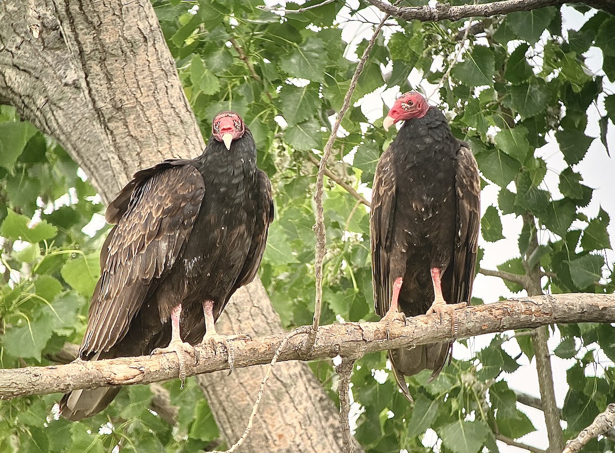 Turkey Vulture - ML619756947