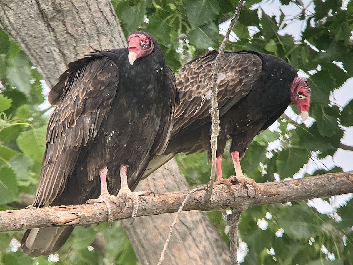 Turkey Vulture - Aaron  Brees