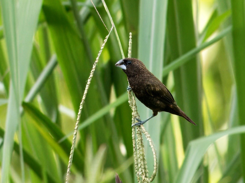 Dusky Munia - ML619756969