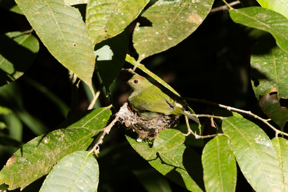 Long-tailed Manakin - ML619756980