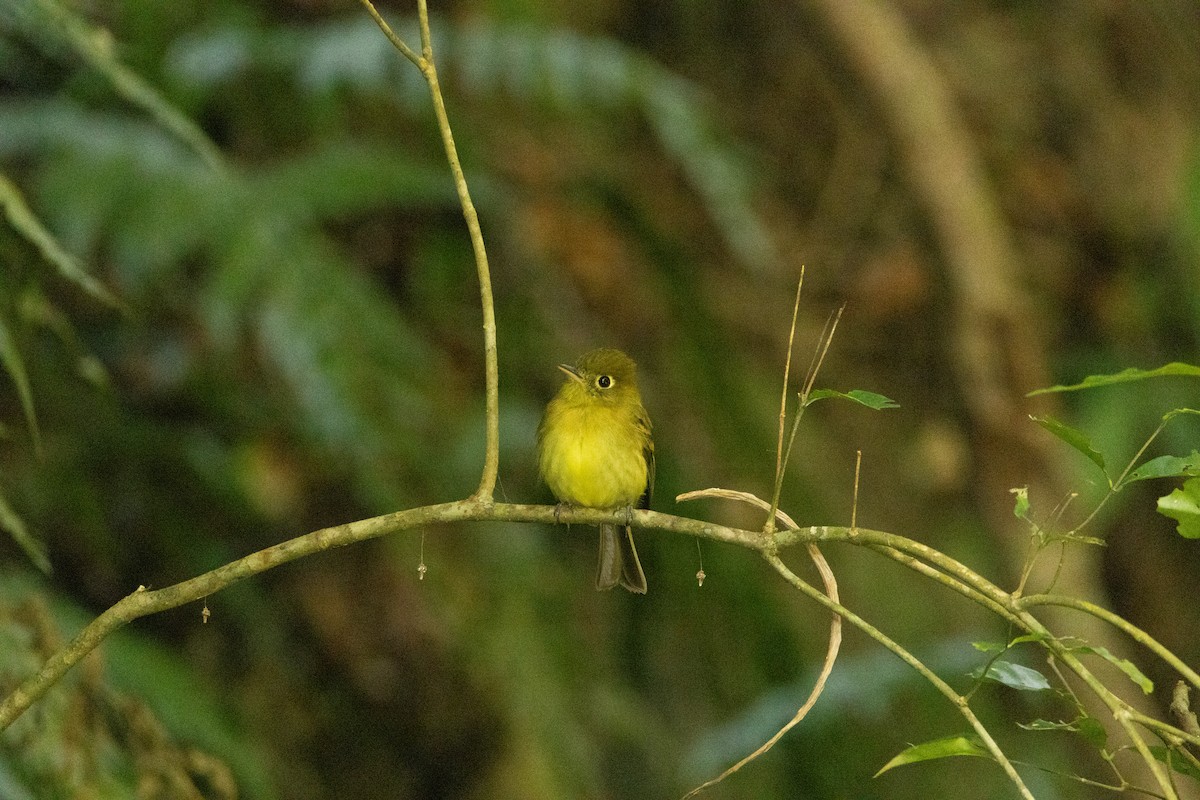 Yellowish Flycatcher - ML619756985