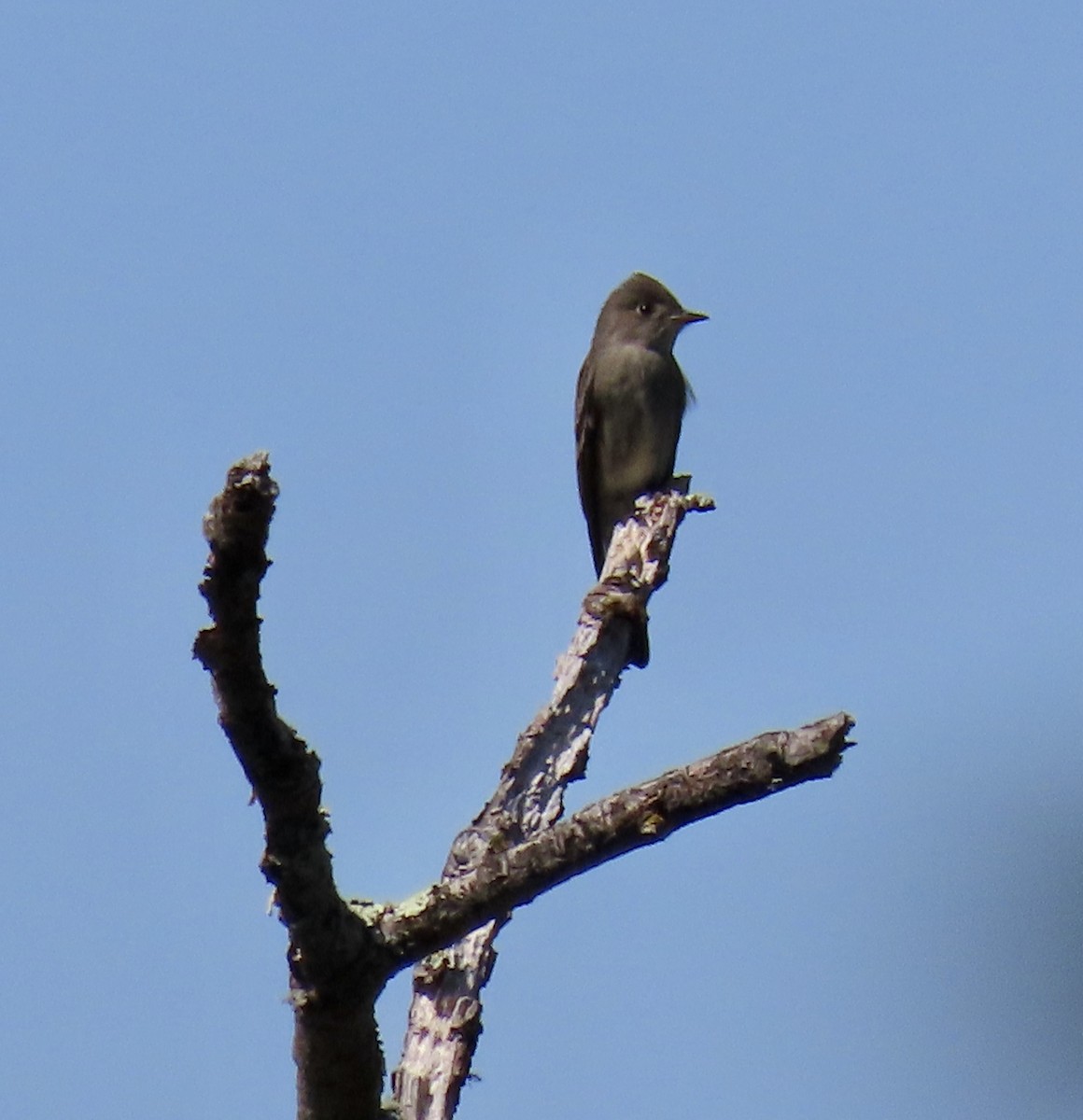 Western Wood-Pewee - ML619756989