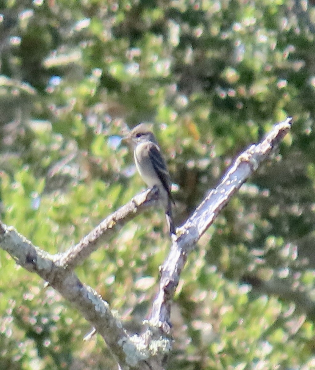 Western Wood-Pewee - ML619756992