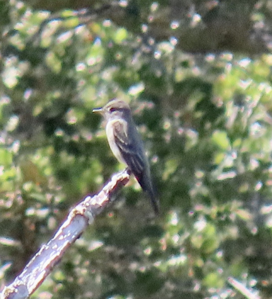 Western Wood-Pewee - ML619756993