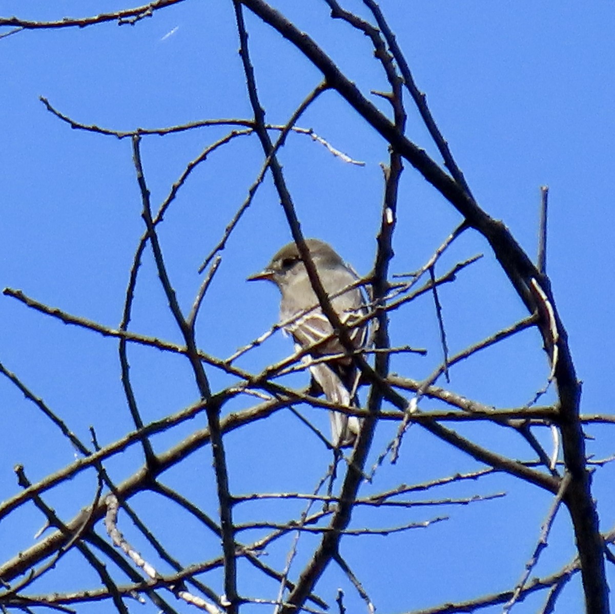 Western Wood-Pewee - ML619756994