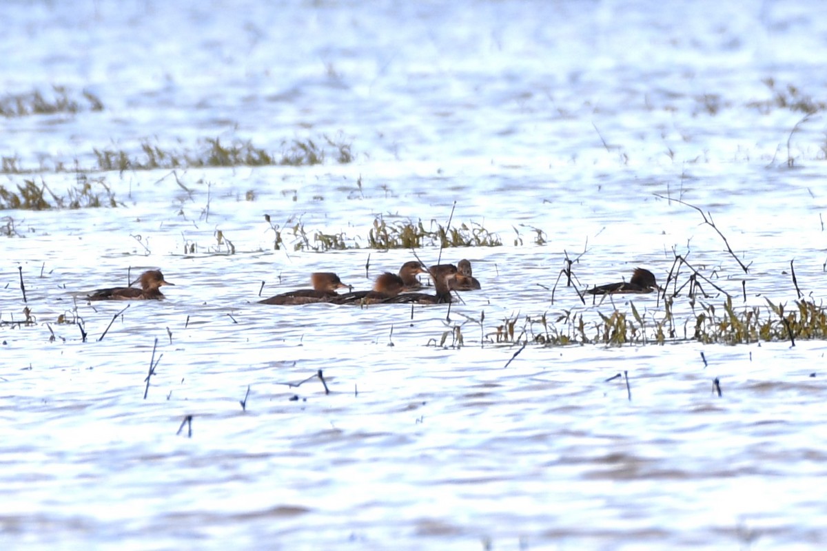 Hooded Merganser - ML619757013