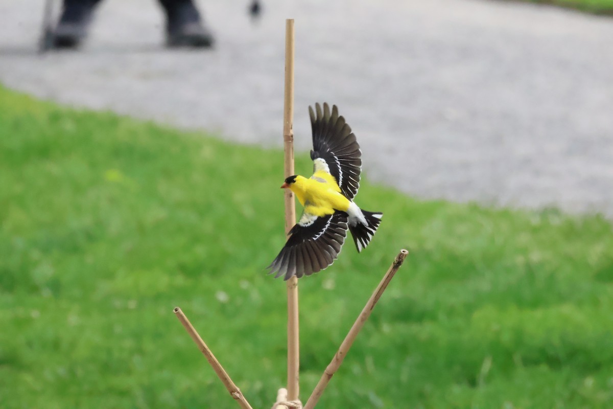 American Goldfinch - ML619757014