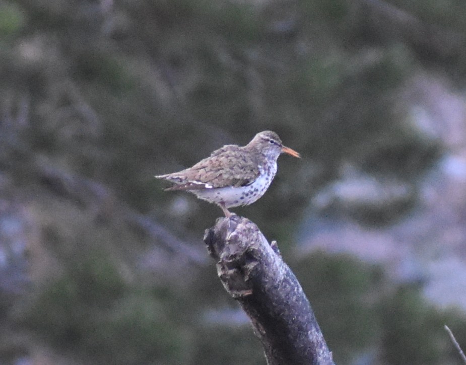 Spotted Sandpiper - ML619757019