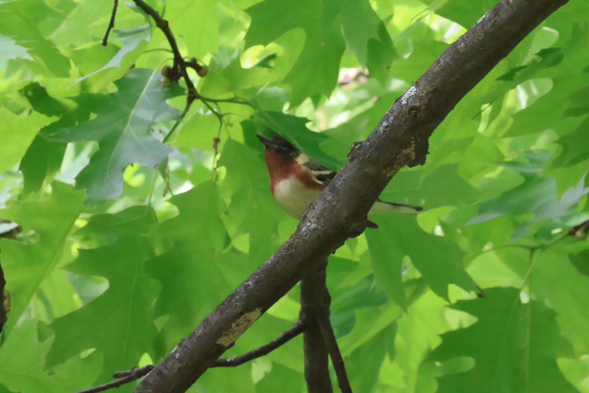 Bay-breasted Warbler - ML619757027