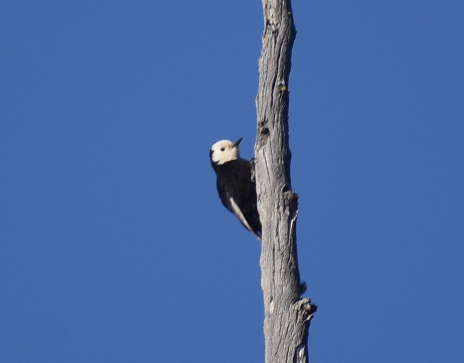 White-headed Woodpecker - ML619757029