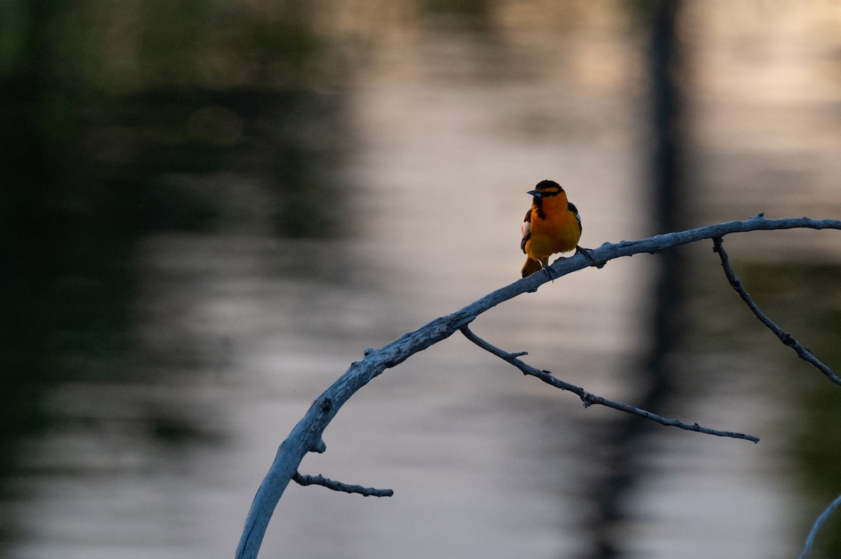 Bullock's Oriole - ML619757031