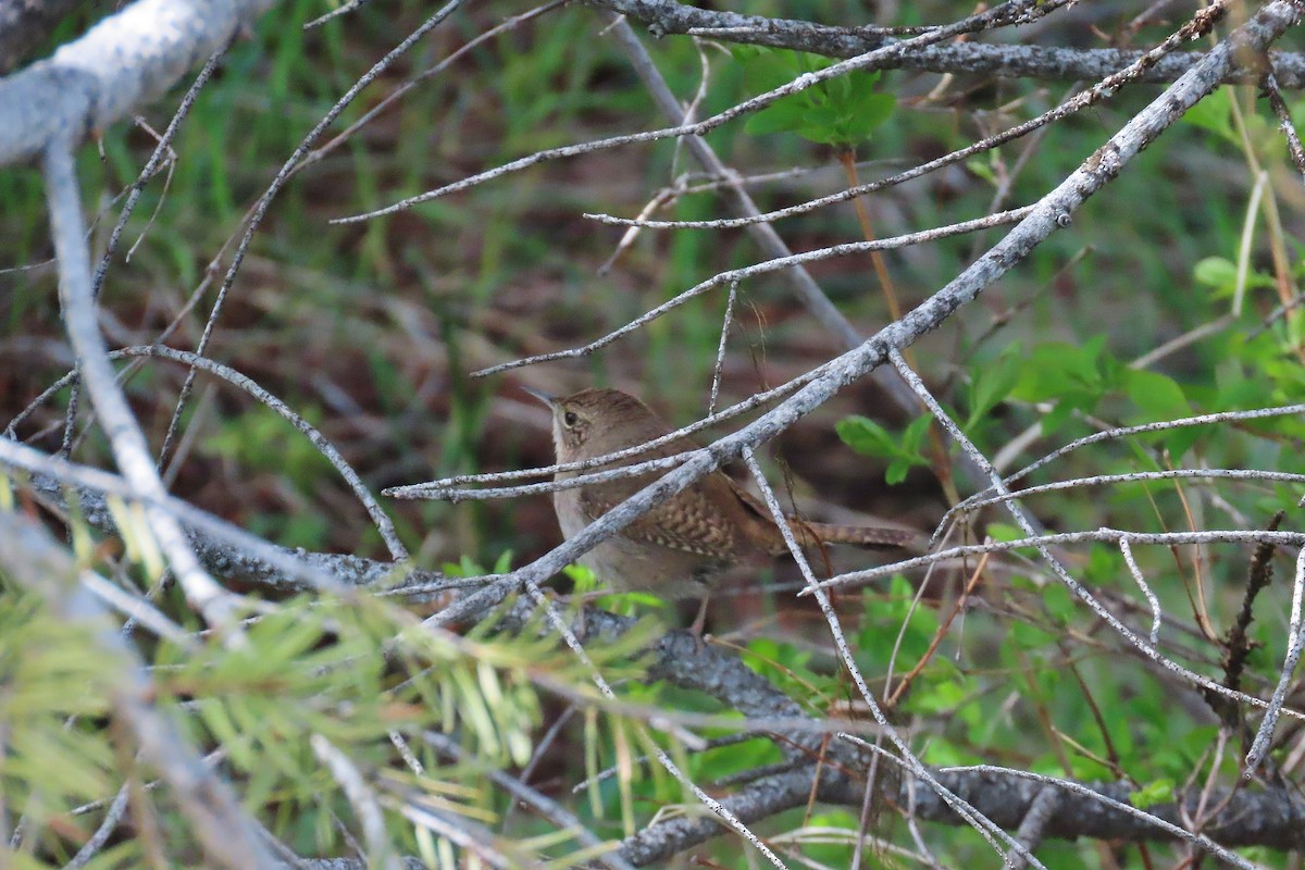 House Wren - ML619757036