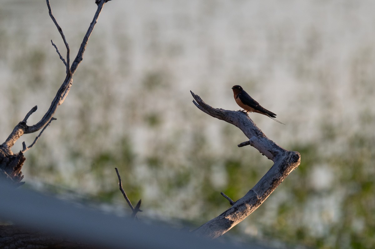 Barn Swallow - ML619757047