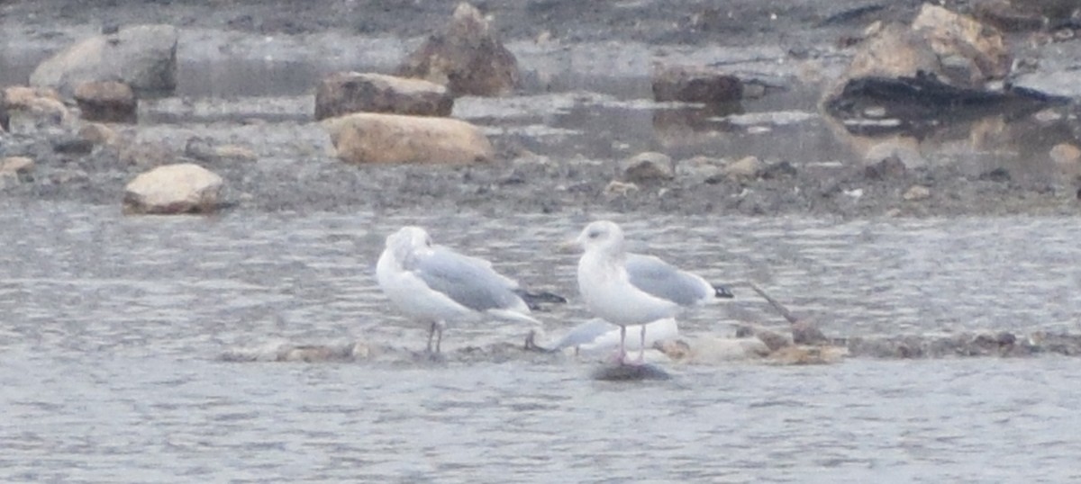 Herring Gull - ML619757118