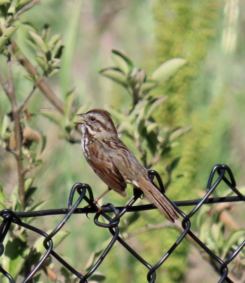 Song Sparrow - ML619757122