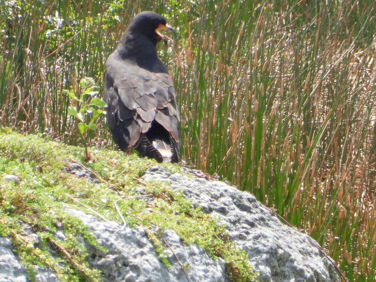 Schneckenbussard - ML619757133