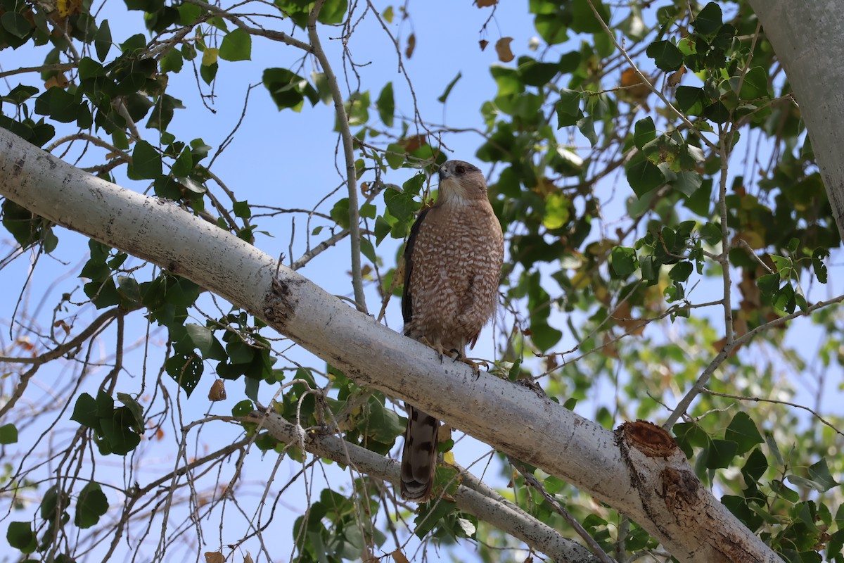 Cooper's Hawk - ML619757157