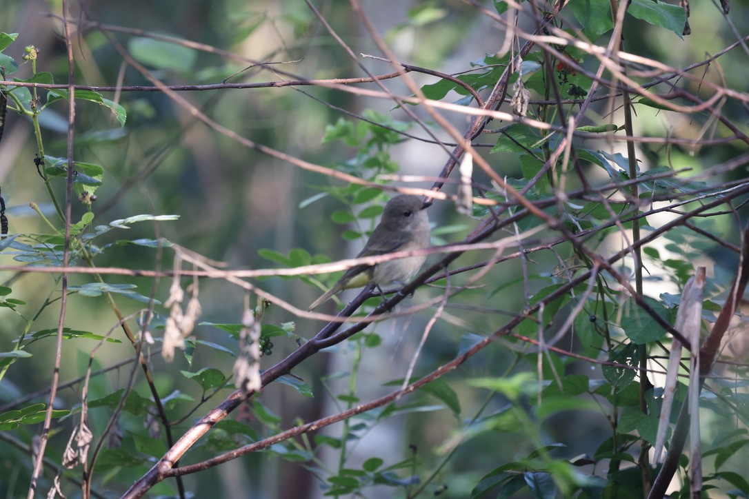 Golden Whistler - ML619757181