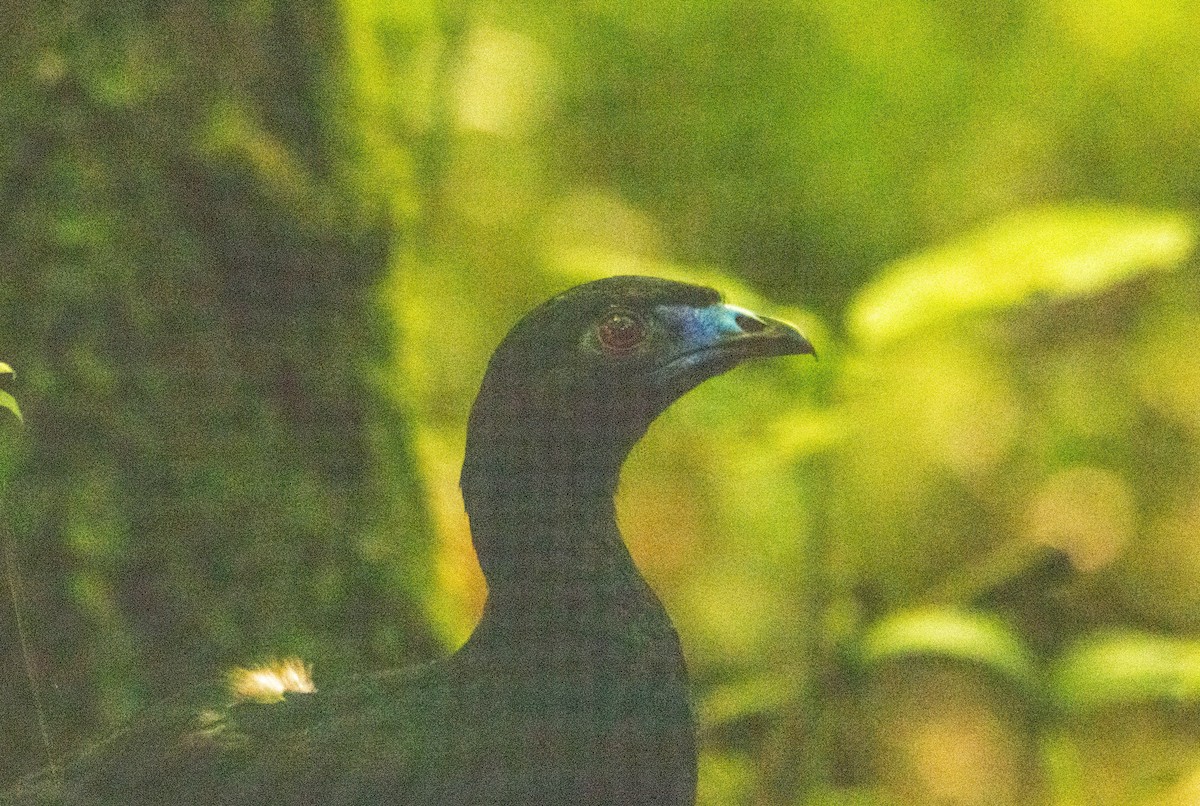 Schwarzguan - ML619757188