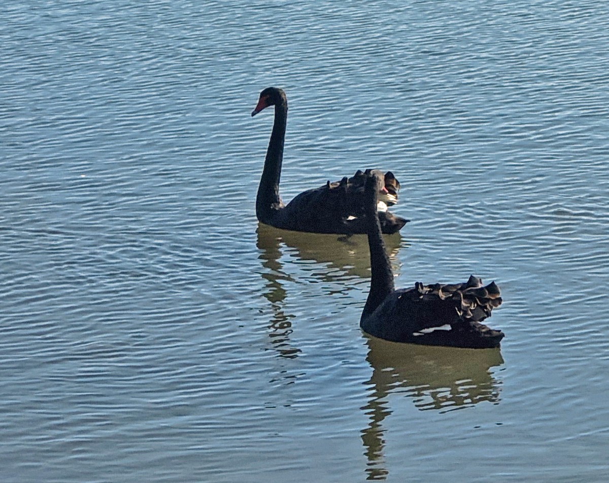 Black Swan - ML619757194