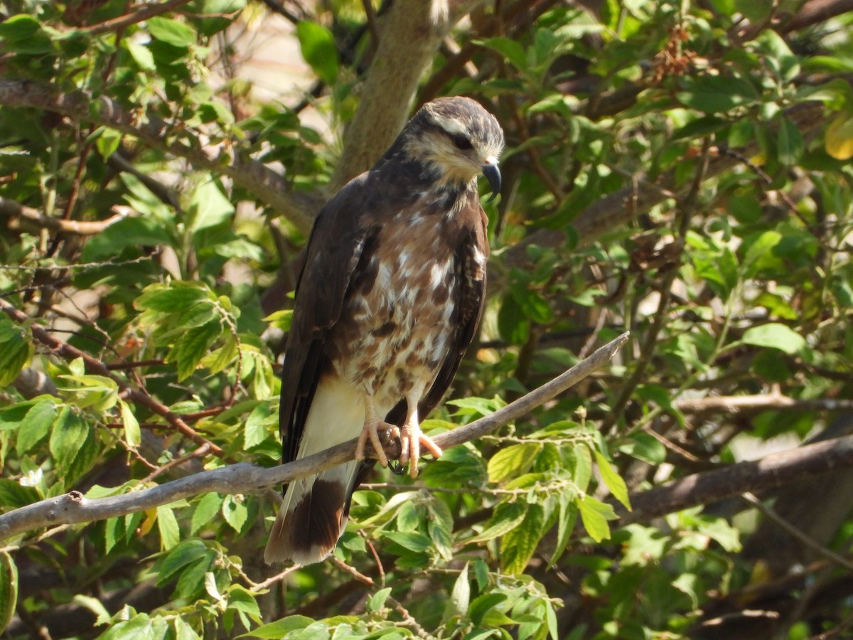 Schneckenbussard - ML619757211